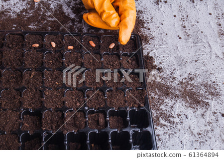Planting seeds into plastic tray. 61364894