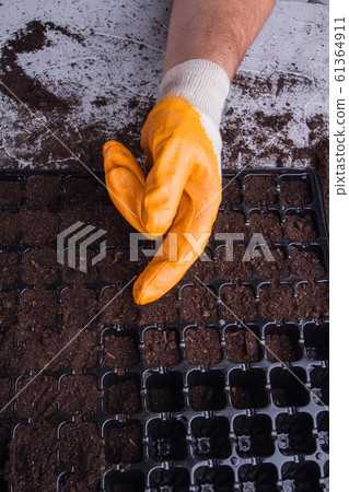 Seedling plastic tray with empty and filled cells. 61364911