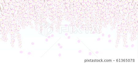  垂枝櫻花盛開的白色背景（日本圖像，四月，春天） 61365078