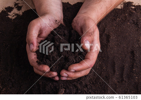 Man's hands holding soil pile in hands. Man's hands holding soil pile in hands. 61365103