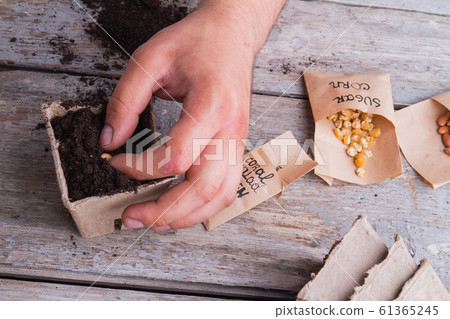 Close-up male hand planting bean in a pot. 61365245