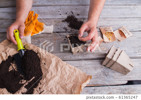 Sowing seeding bean in a plant pot. Sowing seeding bean in a plant pot. 61365247