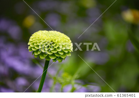 竹草 竹草 61365401