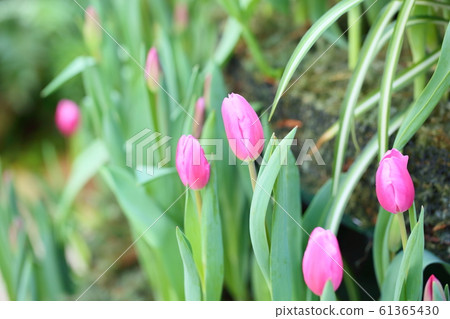 Tulip flower 61365430