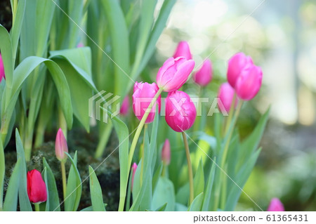 鬱金香花 61365431