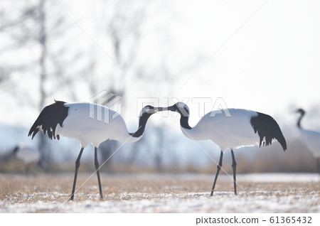 兩隻日本鶴覓食（鶴井，北海道） 61365432