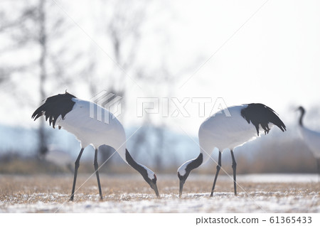 Two Japanese crane foraging (Tsurui, Hokkaido) 61365433