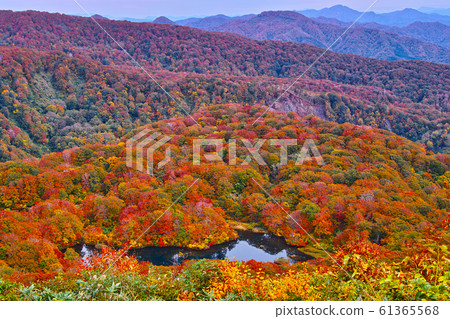 Tsuruma Pond in Autumn (Sakata City, Yamagata Prefecture) 61365568