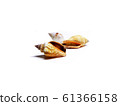 Group of seashells isolated on white background 61366158
