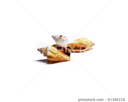 Group of seashells isolated on white background 61366158