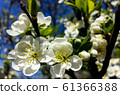 Blooming pear tree branch. White flowers spring blossom 61366388