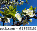 Blooming pear tree branch. White flowers spring blossom 61366389