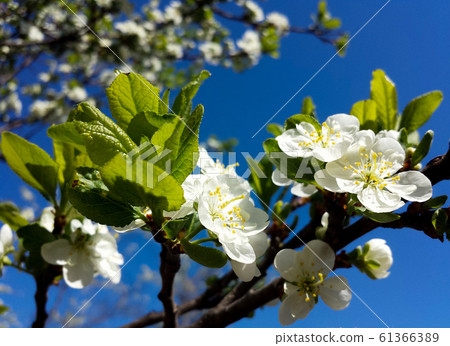 Blooming pear tree branch. White flowers spring blossom 61366389