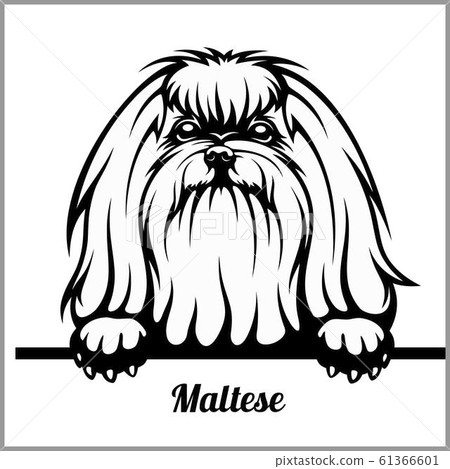 Maltese - Peeking Dogs - - breed face head isolated on white 61366601
