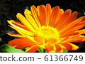 Calendula officinalis flower closeup 61366749