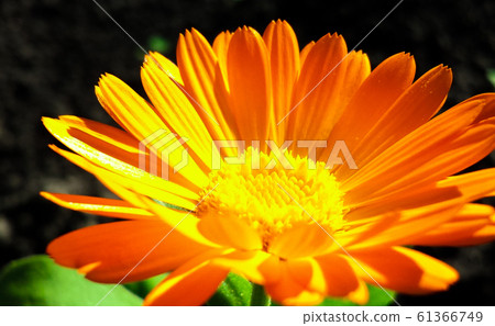 Calendula officinalis flower closeup Calendula officinalis flower closeup 61366749