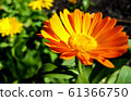 Calendula officinalis flower closeup 61366750