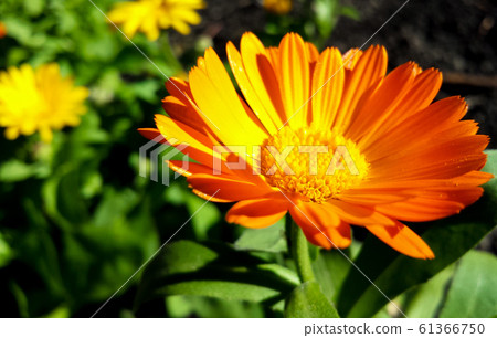 Calendula officinalis flower closeup Calendula officinalis flower closeup 61366750