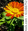 Calendula officinalis flower closeup 61366752