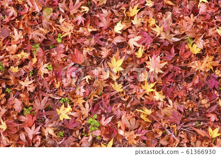 下落的葉子秋葉 61366930