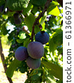 Plum branch with berries 61366971