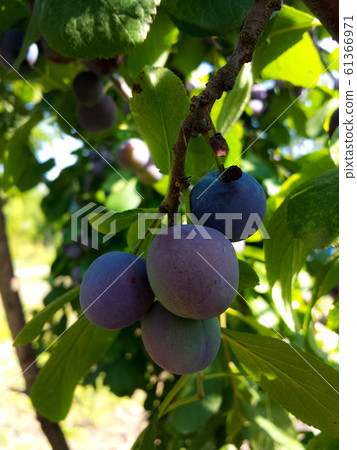 Plum branch with berries Plum branch with berries 61366971