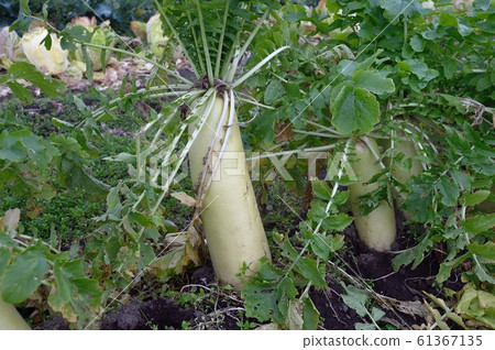 Radish Radish 61367135