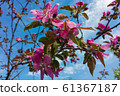 Blooming apple tree. Pink flowers on a branches. Spring blossom 61367187