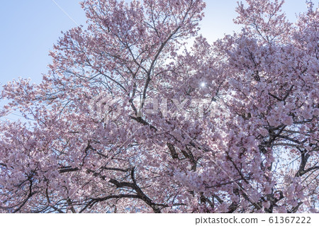 High cherry tree 61367222