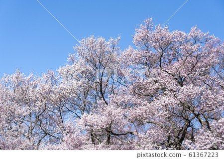 High cherry tree 61367223