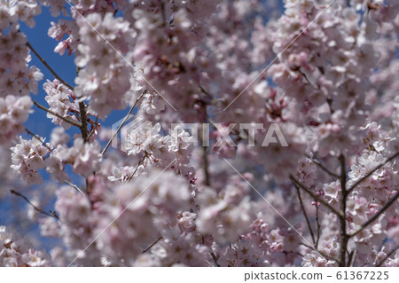 High cherry tree High cherry tree 61367225