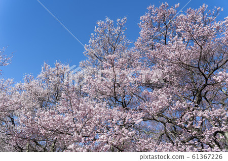 High cherry tree High cherry tree 61367226