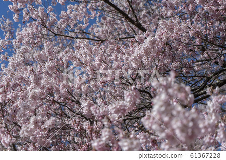 高櫻桃樹 61367228