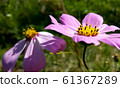 Pink cosmos flowers closeup 61367289