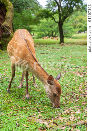 Deer in Nara Park Deer in Nara Park 61367398