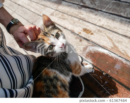 Kittens in Istanbul Kittens in Istanbul 61367484
