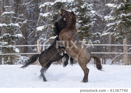 Winter horse 61367740