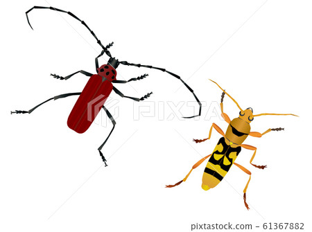 Benica beetle and Giant red beetle 61367882