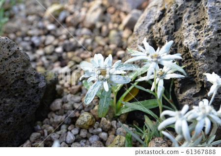 Edelweiss Flower Stock Photo 61367888 Pixta