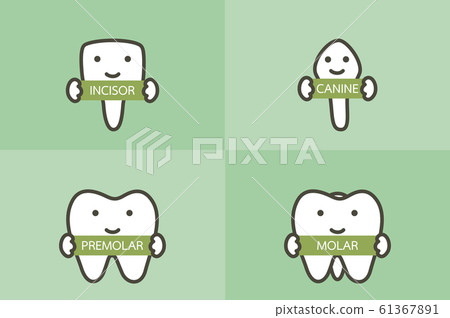 type of tooth ( incisor, canine, premolar, molar ) 61367891