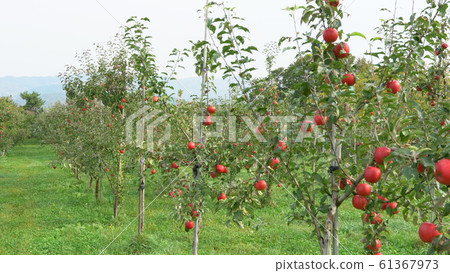 Apple farm 61367973