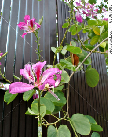 Flower of purple bauhinia, Phanera purpurea 61367989