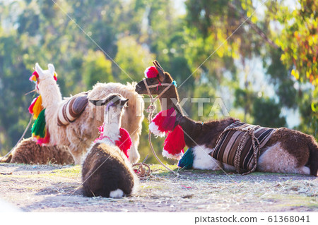 Llama 61368041