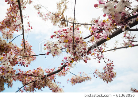 Blossoming cassia 61368056