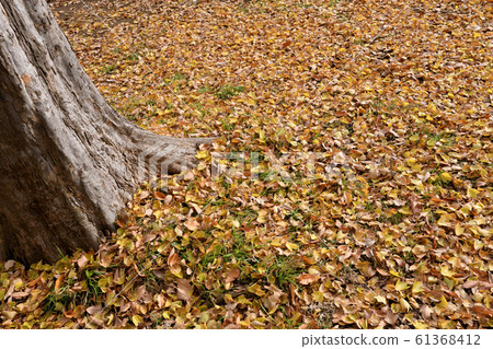Deciduous leaves of the park Deciduous leaves of the park 61368412