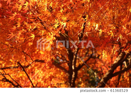 Momiji who changed leaves Momiji who changed leaves 61368529