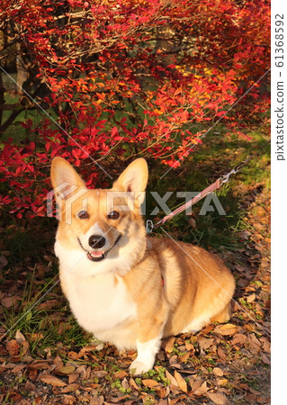 Maple and Corgi Maple and Corgi 61368592