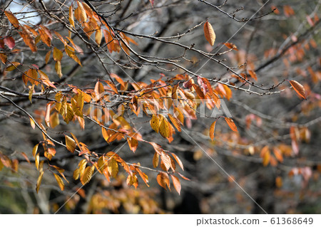 Autumn leaves in a residential area 61368649