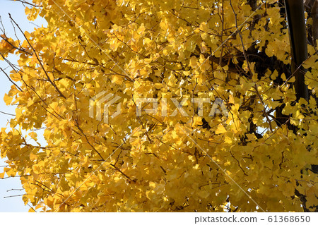 Autumn leaves in a residential area Autumn leaves in a residential area 61368650