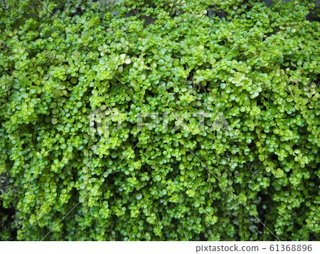 Soleil Loria covering the wall Soleil Loria covering the wall 61368896